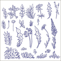 Hand drawn floral  leaves elements made in vector. For wedding design, logo  greeting card.	