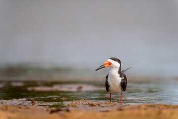 black skimmer in tropical Pantanal