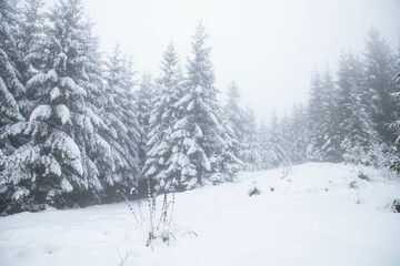 Naklejka premium snow covered fir trees in the mountains