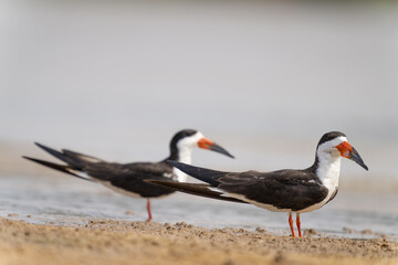 black skimmer in tropical Pantanal