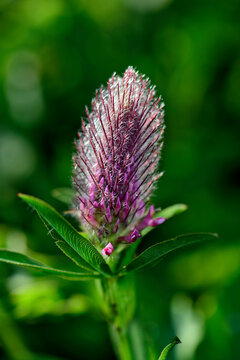 Purpur-Klee (Trifolium rubens) - Stol, Slowenien