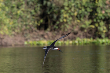 black skimmer in tropical Pantanal