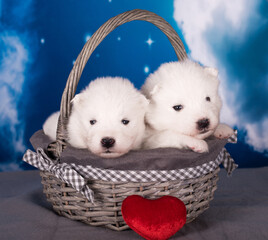 Two White fluffy small Samoyed puppies dogs are on blue background