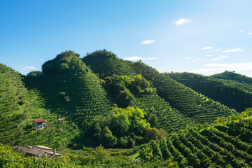 Prosecco Hills, uphill vineyards. Unesco Site. Veneto, Italy