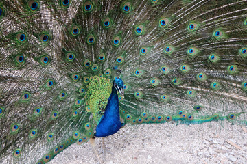 Obraz premium Un paon heureux de sa beauté