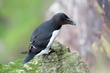 Razorbills