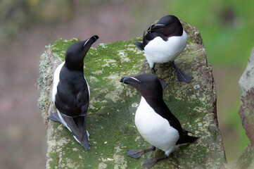 Razorbills
