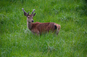 Red deers