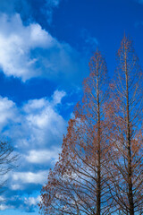 冬の並木道に立つ大きな木