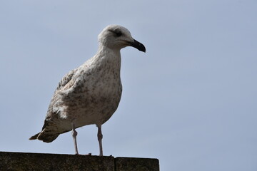 Vigo