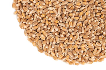Grains of brown wheat isolated on white background. close up wheat seeds texture