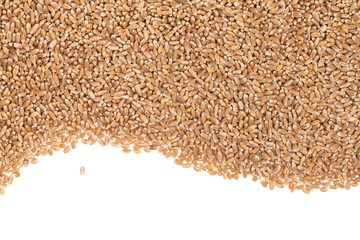 Obraz premium Grains of brown wheat isolated on white background. close up wheat seeds texture