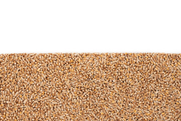Grains of brown wheat isolated on white background. close up wheat seeds texture