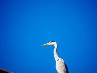 青空とアオサギ