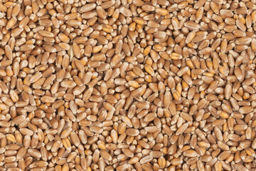 Whole background of grains of brown wheat. close up wheat seeds texture