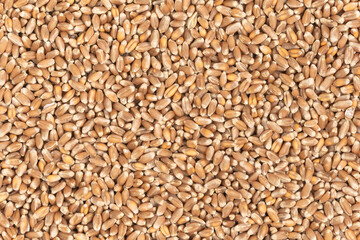 Whole background of grains of brown wheat. close up wheat seeds texture