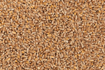 Whole background of grains of brown wheat. close up wheat seeds texture