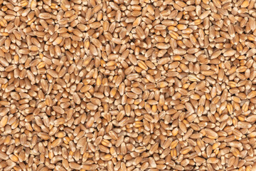 Whole background of grains of brown wheat. close up wheat seeds texture