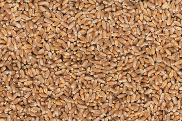 Whole background of grains of brown wheat. close up wheat seeds texture