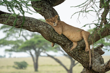 Tree climbing lion, sleeping in a tree. Serengeti National Park