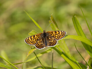 Glanville Fritillary Butterfly on a Grass Stem