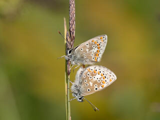 Brown Argus Butterfly on a Grass Stem