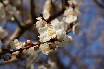 Selective focus of beautiful branches of white blossoms on the tree under blue sky, Beautiful Sakura flowers during spring season in the park, Floral pattern texture, Nature background.
