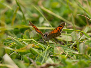 Small Copper Butterfly in Grass