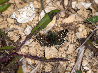 Male Grizzled Skipper With Wings Open