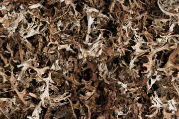 dry Icelandic moss background texture closeup