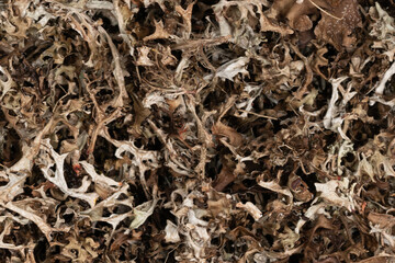dry Icelandic moss background texture closeup