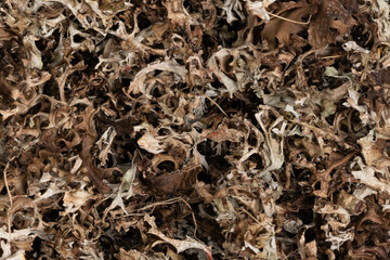 dry Icelandic moss background texture closeup