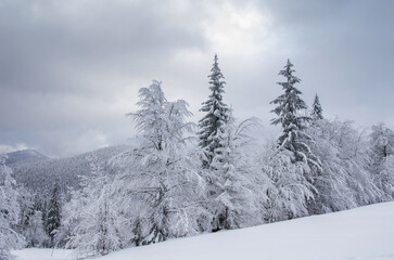 Snowy trees in the winter in the mountains.