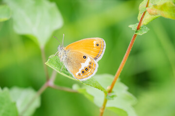 Coenonympha arcania
