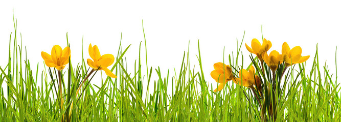 abstract springtime meadow with yellow crocus flowers and green blades of grass isolated on...