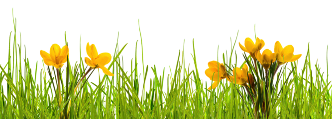 abstract springtime meadow with yellow crocus flowers and green blades of grass isolated on transparent background for texture overlay decoration