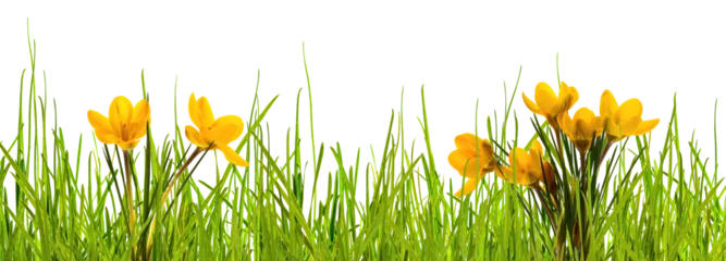 Sierkussen abstract springtime meadow with yellow crocus flowers and green blades of grass isolated on transparent background for texture overlay decoration © winyu