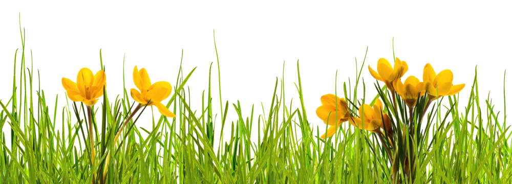 abstract springtime meadow with yellow crocus flowers and green blades of grass isolated on transparent background for texture overlay decoration