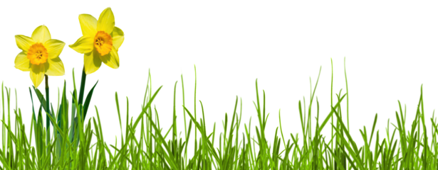 easter flowers daffodils in abstract sunny spring meadow isolated on transparent background, texture template overlay decoration for springtime landscape