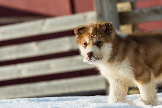 Adorable Puppy Playing in Snow in Greenland