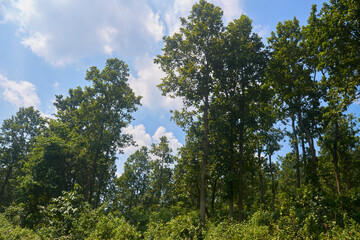 Jungle Mahal (forest) region of Purulia, West Bengal, consisting of deciduous trees like Sal, Palash, Kusum, Mahua, Neem, Kend etc.. The forest play a major role in life of tribals living in this area