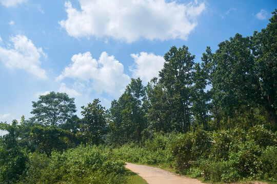 Jungle Mahal (forest) region of Purulia, West Bengal, consisting of deciduous trees like Sal, Palash, Kusum, Mahua, Neem, Kend etc.. The forest play a major role in life of tribals living in this area
