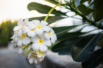 Beautiful white frangipani flowers are blooming in the garden