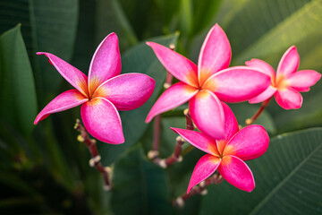 pink frangipani flower
