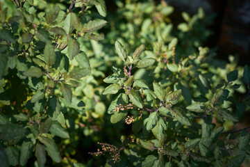 background of tulasi (or tulsi, holy basil plant), an aromatic plant of Indian origin, widely finds its use in Indian religion and as medicinal plant in alternative medicine (ayurveda).