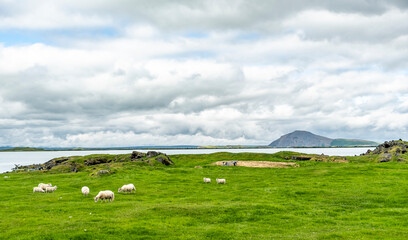 sheep icelandic  grazing Rural landscape of lake Myvatn on Iceland - Europe