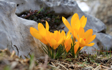 The first yellow crocuses in the spring garden