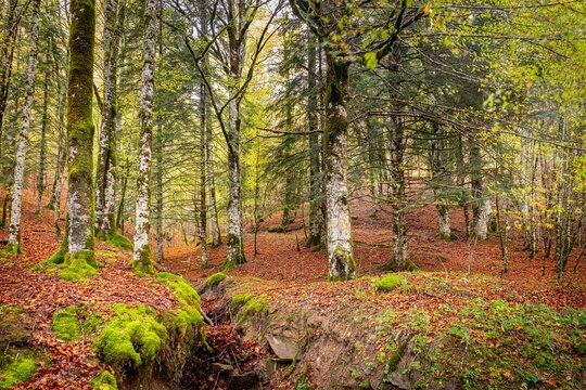 Colores de oto&ntilde;o en la Selva de Irati, Navarra un dia de Noviembre  con niebla y lluvia