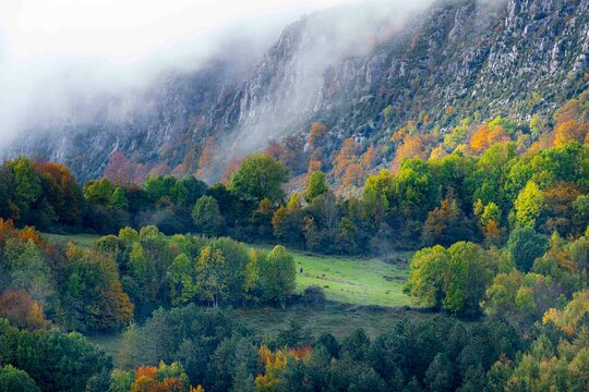 Colores de otoño en la Selva de Irati, Navarra un dia de Noviembre  con niebla y lluvia