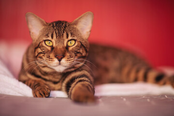 Big Bengal cat looked seriously. Rosetted Bengal Cat Laying on bed with a red background. Brown...